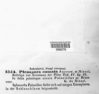 Image of Pleospora comata